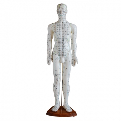 高60CM 人体针灸模型（男性）