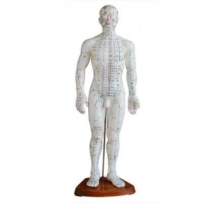 高50CM 人体针灸模型（男性）