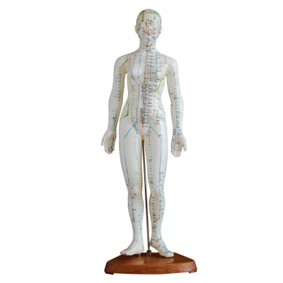 高48CM 人体针灸模型（女性）