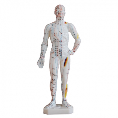人体针灸模型26CM