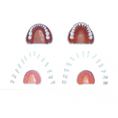 标准全口牙模型