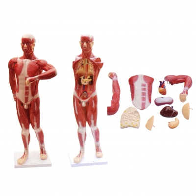 人体肌肉及胸腹腔脏器解剖模型