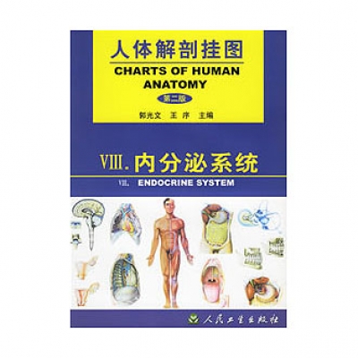 《人体解剖挂图》-内分泌系统挂图（4张）