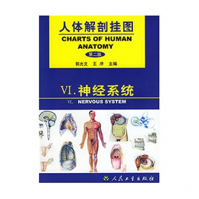 《人体解剖挂图》-神经系统挂图（45张）