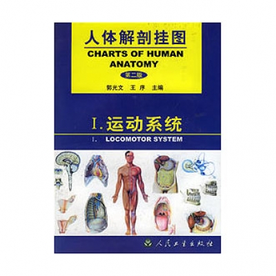 《人体解剖挂图》-运动系统