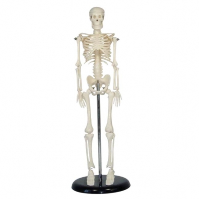 人体骨骼模型42CM
