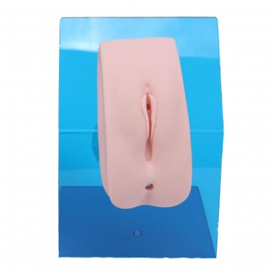 高级着装式女性导尿模型