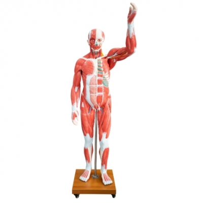 真人大小人体肌肉模型 29 个零件