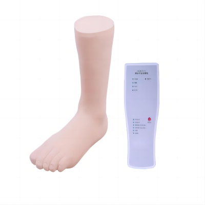   踝关节穿刺模型