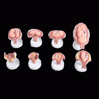胎儿(胚胎)妊娠发育过程模型
