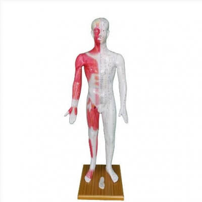 人体针灸模型170cm