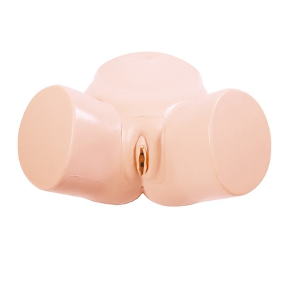 女性导尿模型