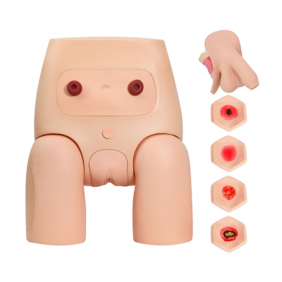 高级男女性别可互换导尿模型