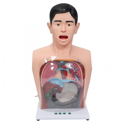 男性半身洗胃模型